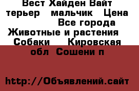 Вест Хайден Вайт терьер - мальчик › Цена ­ 35 000 - Все города Животные и растения » Собаки   . Кировская обл.,Сошени п.
